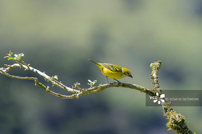 银喉唐纳雀，哥斯达黎加圣何塞省图片素材