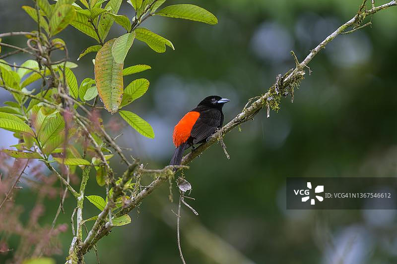 红背唐纳雀，哥斯达黎加萨拉皮基拉塞尔瓦生物站图片素材