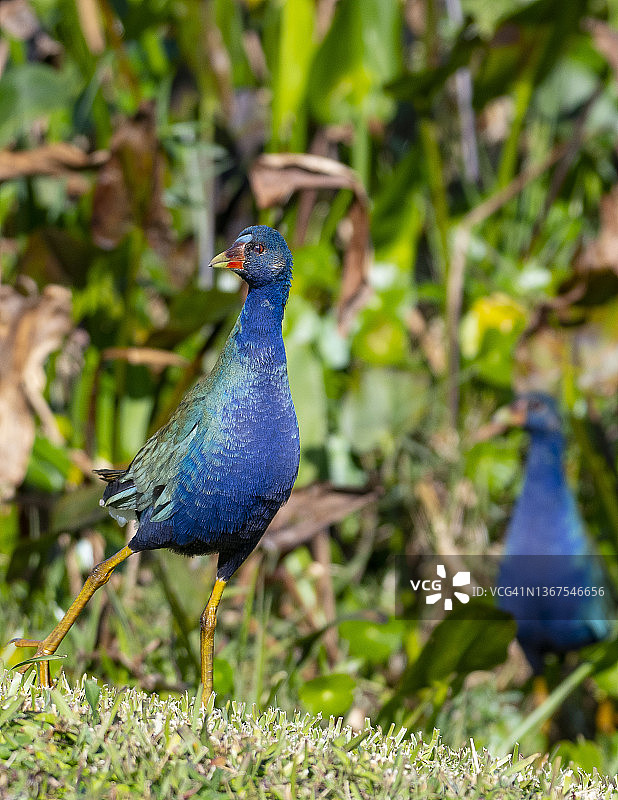 两只紫水鸡图片素材
