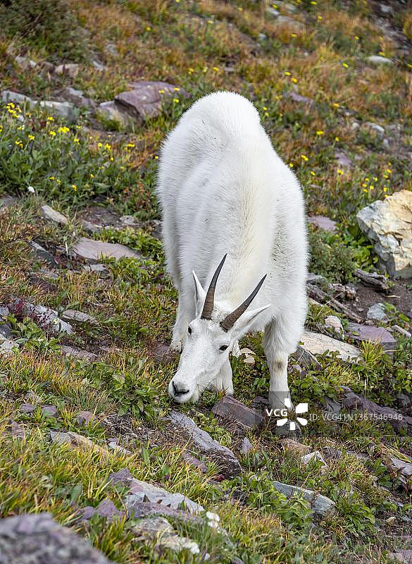 美国蒙大拿州冰川国家公园草地上吃草的山羊图片素材
