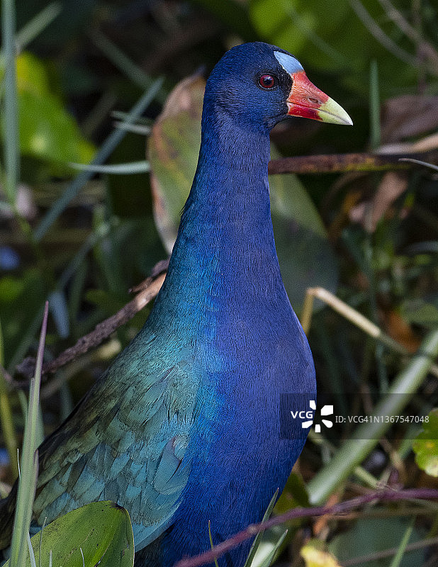 紫水鸡图片素材