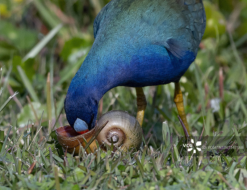 美洲紫水鸡正在吃蜗牛图片素材