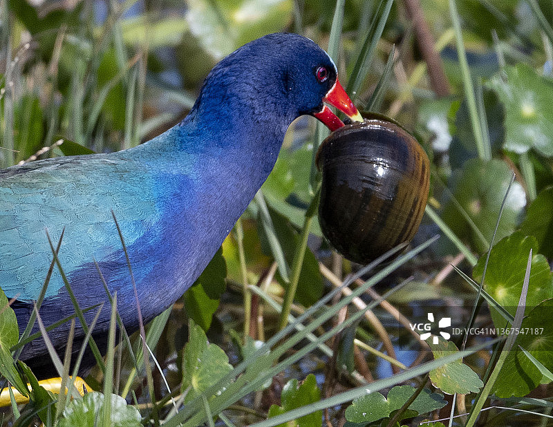 携带蜗牛的美洲紫水鸡图片素材
