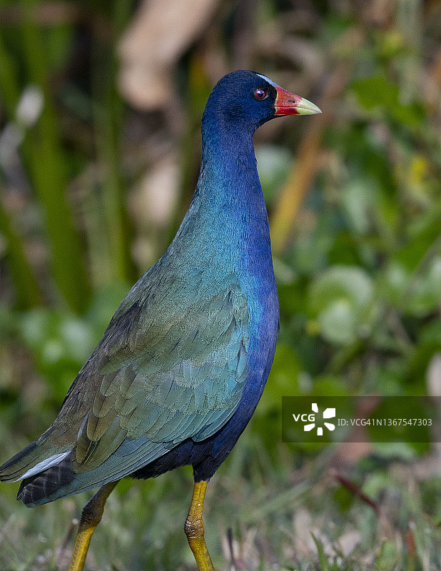 紫水鸡图片素材