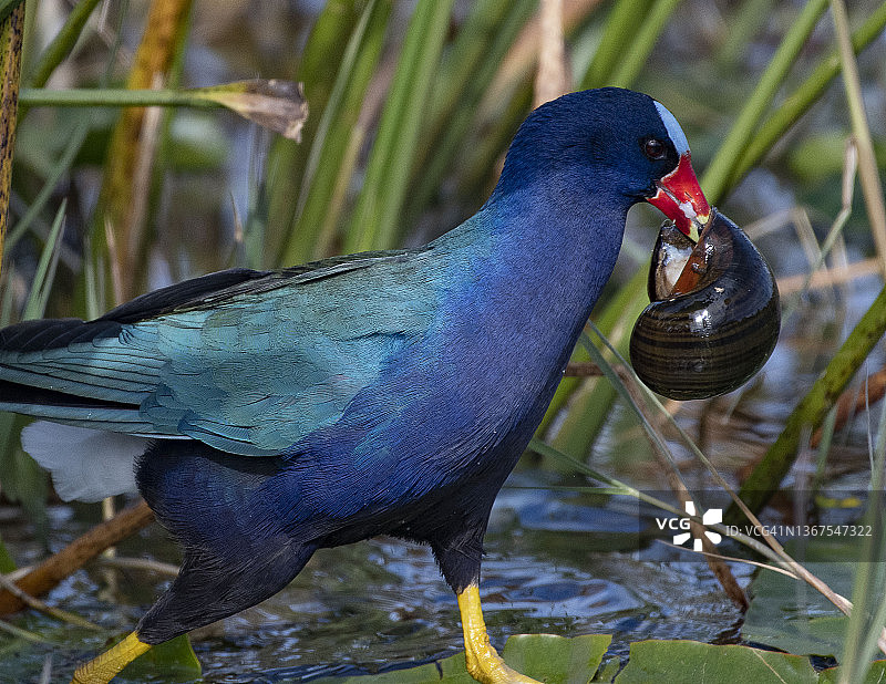 携带蜗牛的美洲紫水鸡图片素材