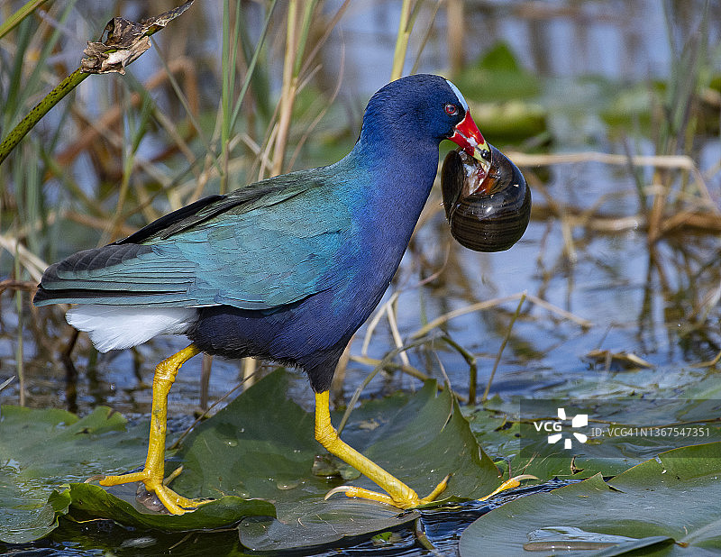 携带蜗牛的美洲紫水鸡图片素材