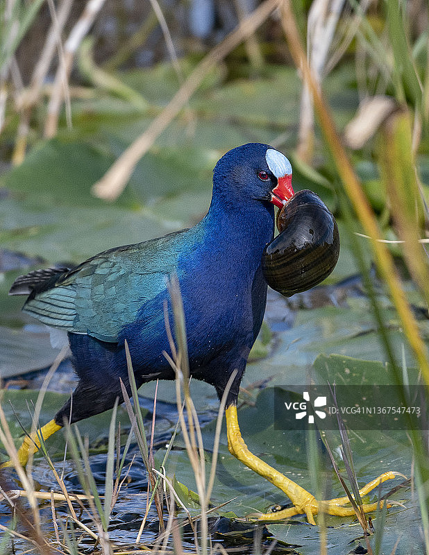 携带蜗牛的美洲紫水鸡图片素材