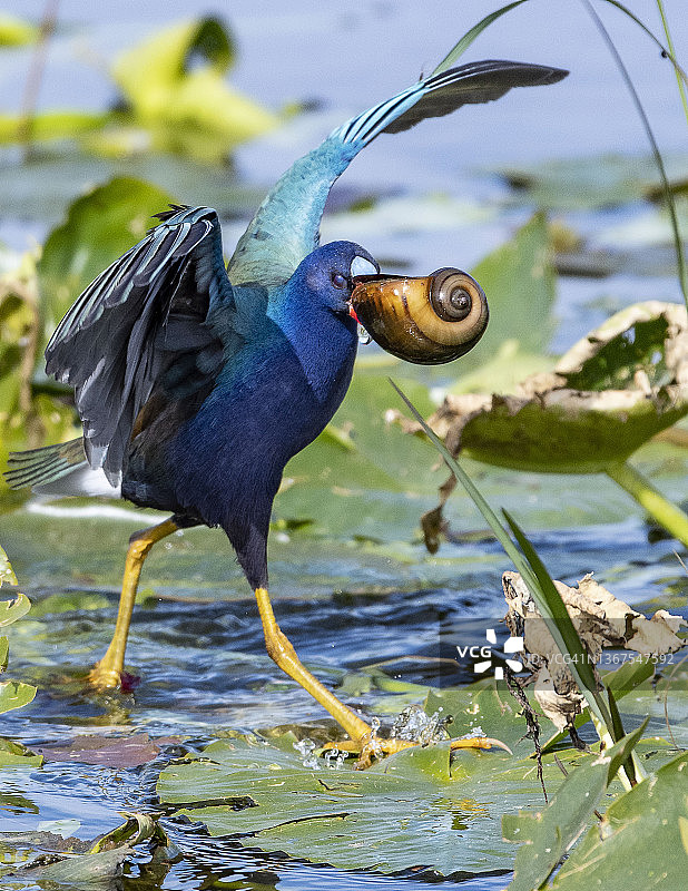 携带蜗牛的美洲紫水鸡图片素材