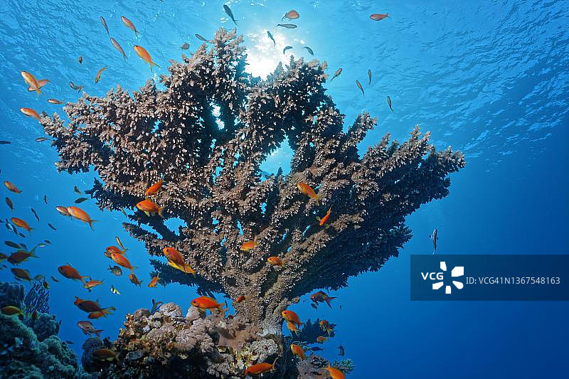 鹿角珊瑚(Agropora sp.),红海鲈鱼(Pseudanthias taeniatus),逆光,萨法加港,红海,埃及图片素材