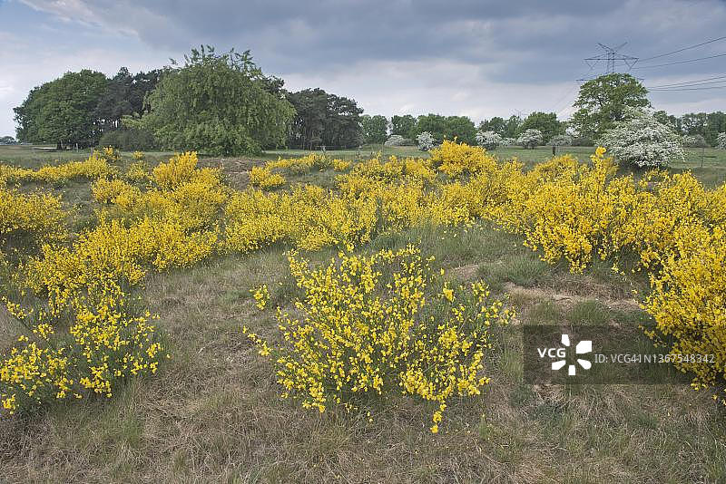 德国下萨克森州埃姆斯兰的金雀花图片素材