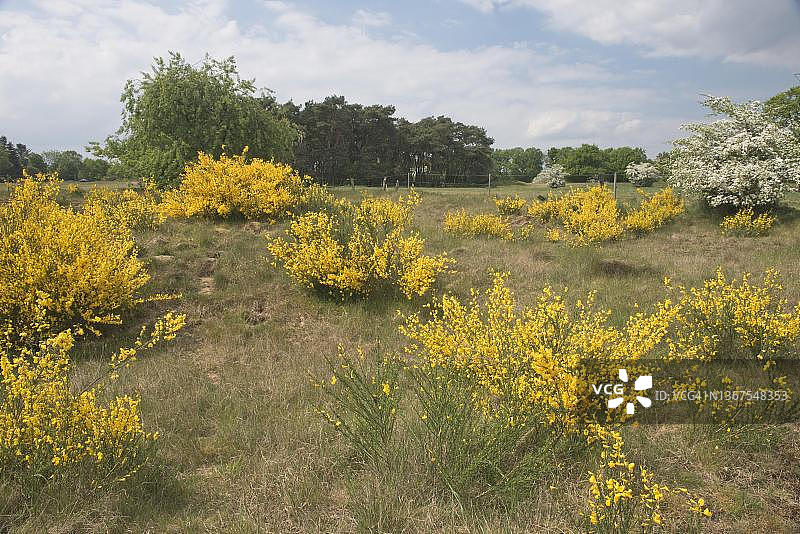 德国下萨克森州埃姆斯兰的金雀花图片素材
