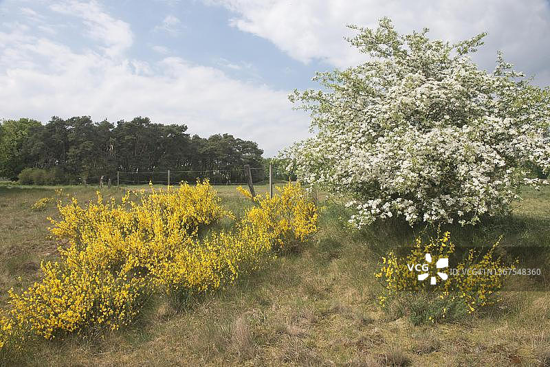 德国下萨克森州埃姆斯兰的金雀花图片素材