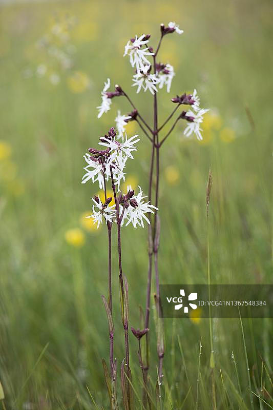 白色 ragged robin（蝇子草），德国下萨克森州埃姆斯兰图片素材