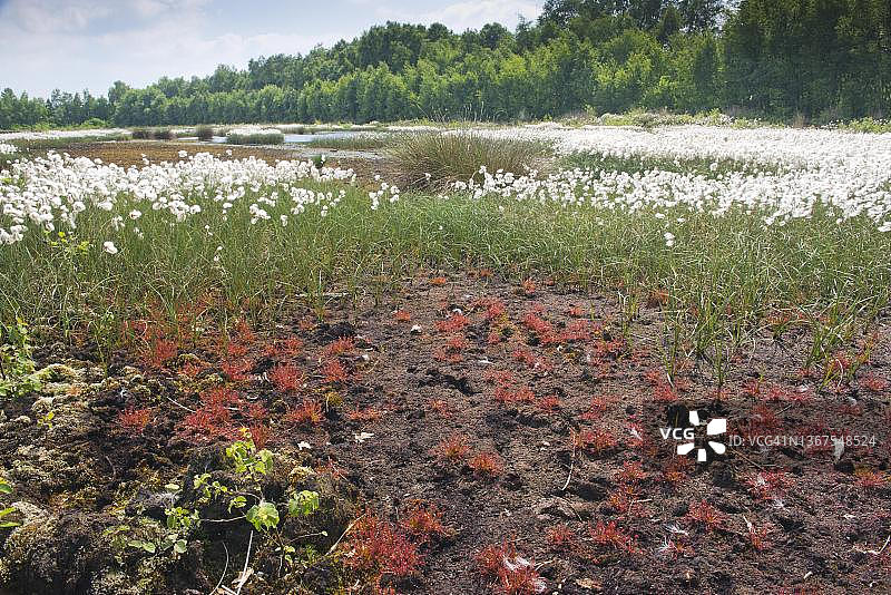 埃姆斯兰沼泽景观，包含普通棉草和长叶茅膏菜，德国下萨克森州图片素材