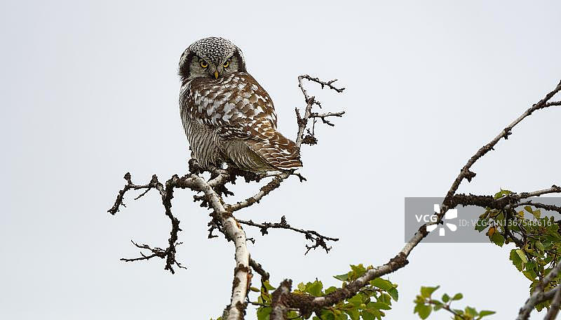 北鹰鸮栖息于树枝上，背部视角，头部转动，瑞典北部图片素材