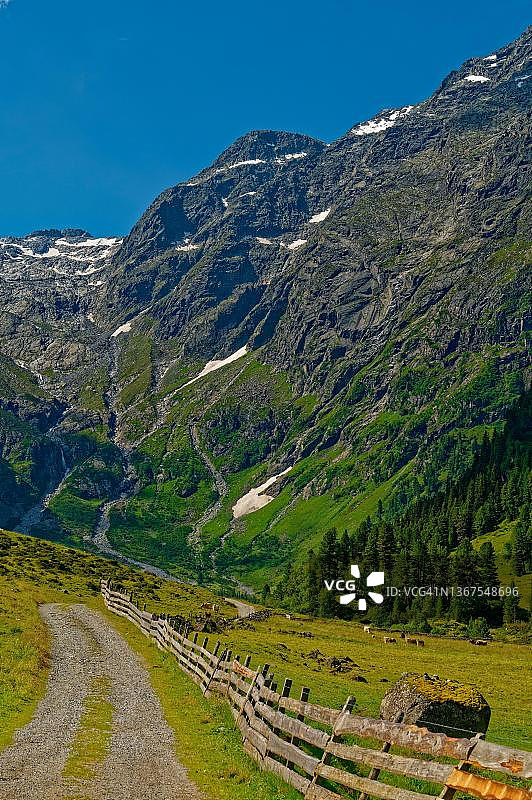 吕森斯塔尔山谷后方，吕森斯费纳科格尔山麓，有奶牛和栅栏的山间草地，盛夏，斯图拜阿尔卑斯山，奥地利蒂罗尔圣西格蒙德伊姆塞尔赖恩塔尔市图片素材