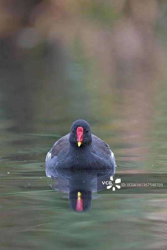 普通骨顶鸡，德国北莱茵-威斯特法伦州图片素材