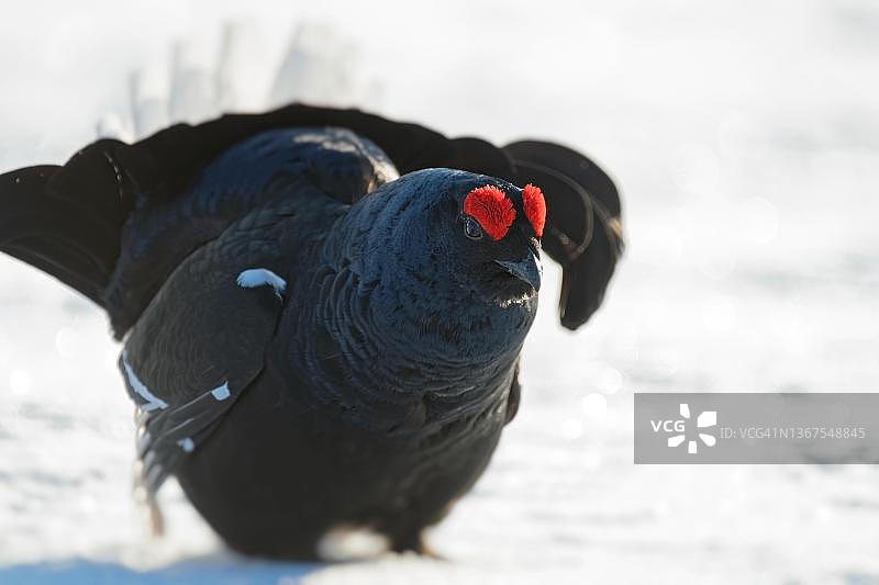 黑琴鸡（Tetrao tetrix），在春季的雪地里，扇形隆起，在芬兰北部图片素材