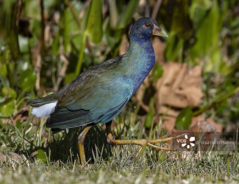 紫水鸡图片素材