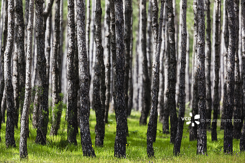西班牙多尼亚纳国家公园的森林图片素材