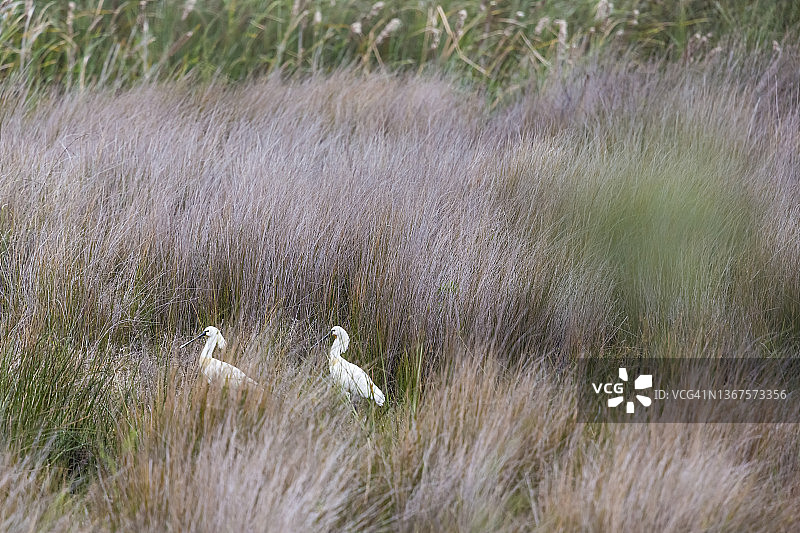 白琵鹭，西班牙多尼亚纳国家公园图片素材
