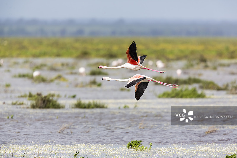 西班牙多尼亚纳国家公园的大火烈鸟图片素材