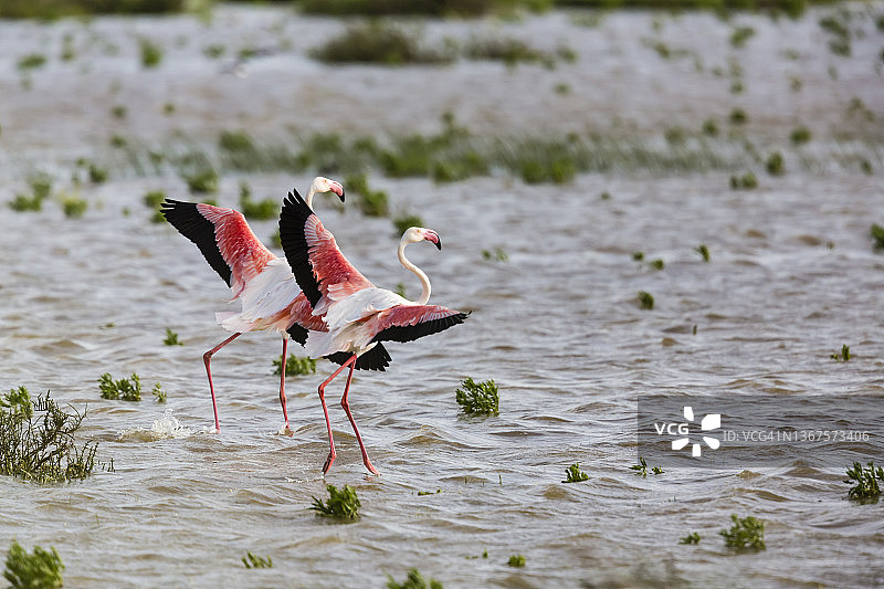 西班牙多尼亚纳国家公园的大火烈鸟图片素材