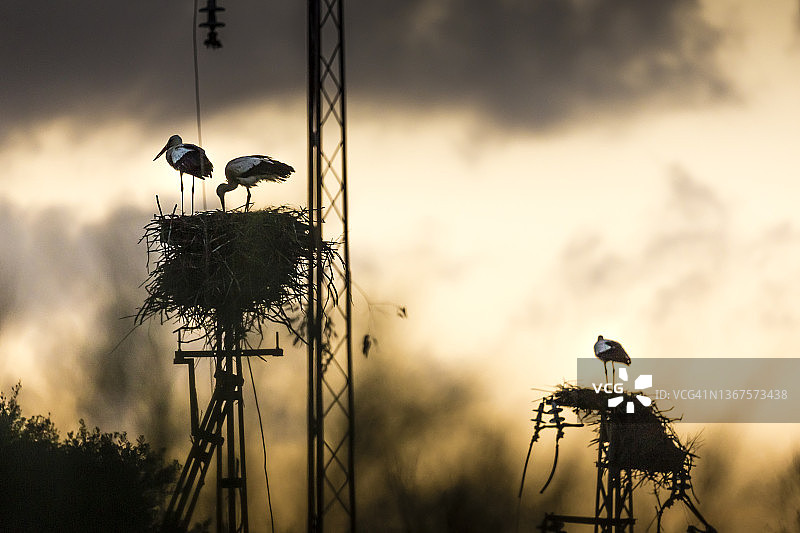 日落时分的白鹳图片素材