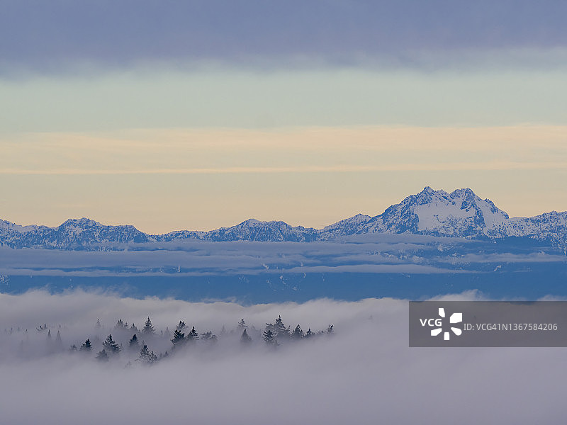 雾中若隐若现的树木与奥林匹克山脉图片素材