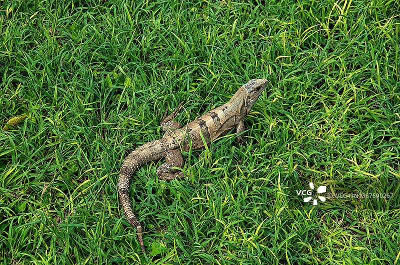 在草地上晒太阳的黑棘尾鬣蜥图片素材