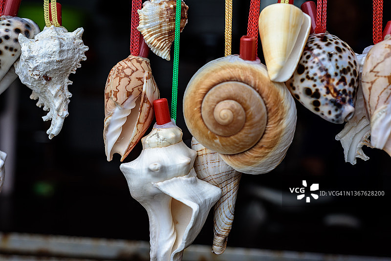 海螺制成的能发出声音的喇叭图片素材