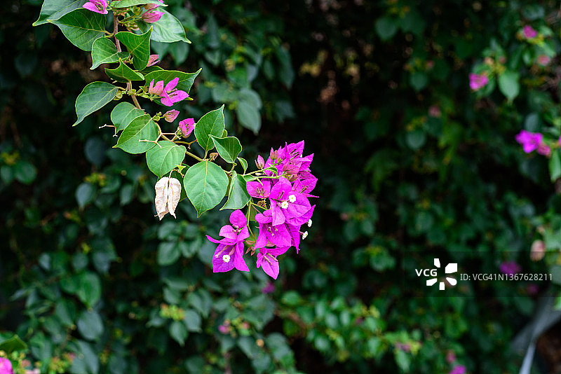 公园里的三角形梅花图片素材