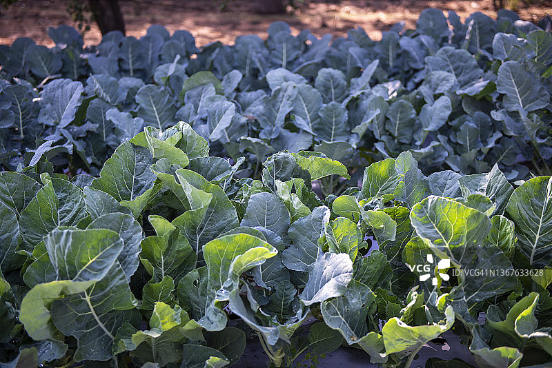 有机农业图片素材