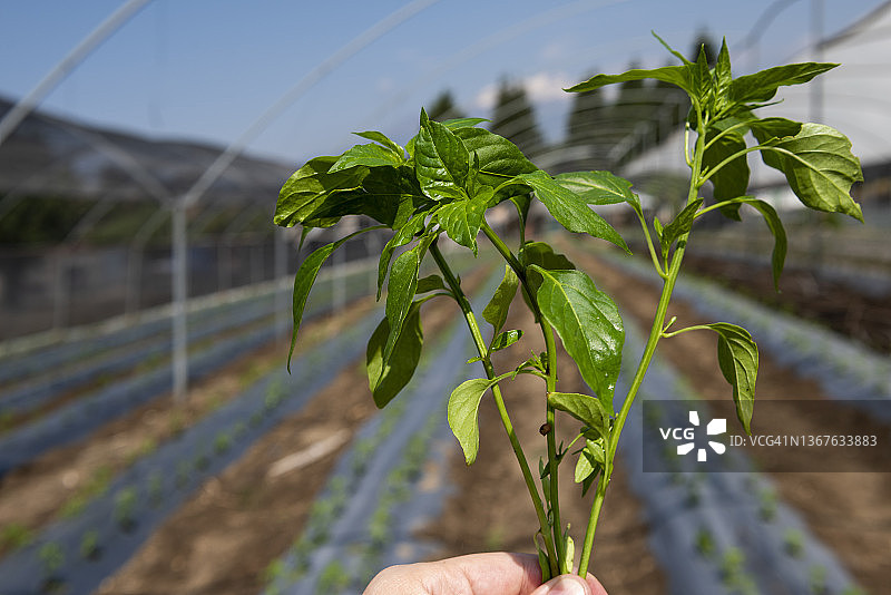 有机农业图片素材