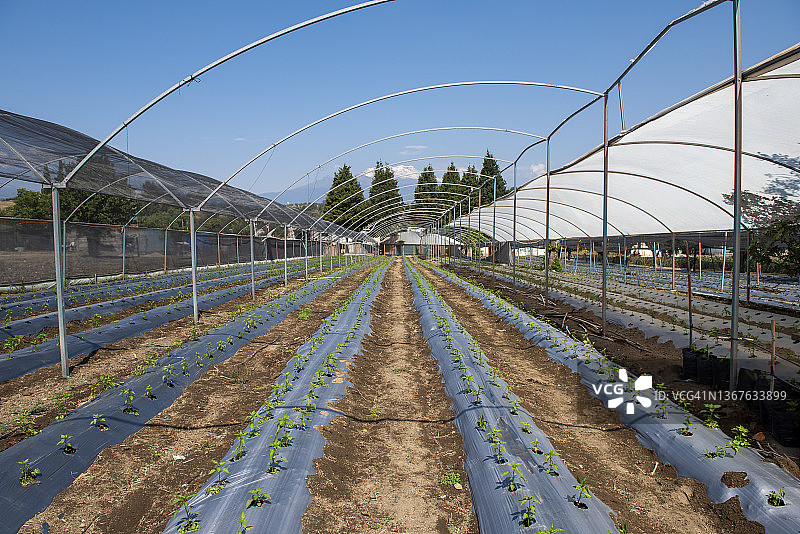 有机农业图片素材