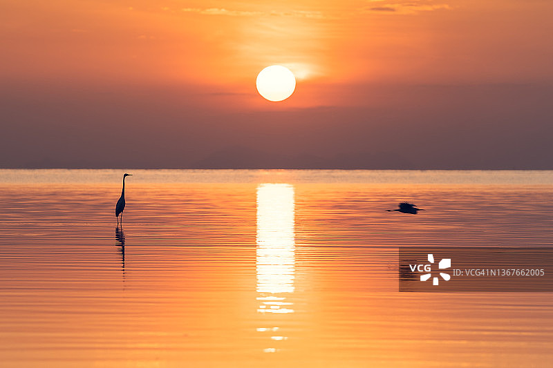 日出时分，海中倒影的鹭鸟剪影图片素材