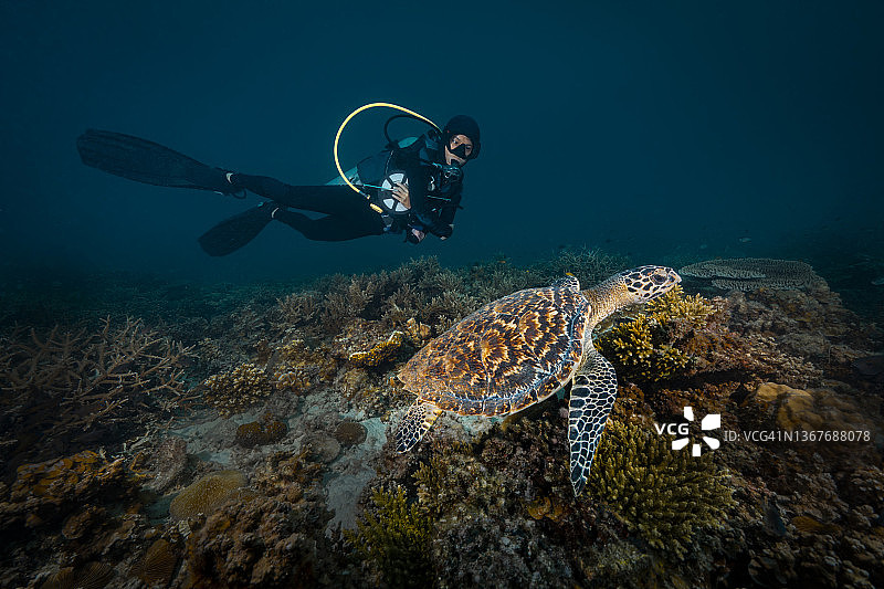 幼年玳瑁海龟与水肺潜水员水下合影图片素材