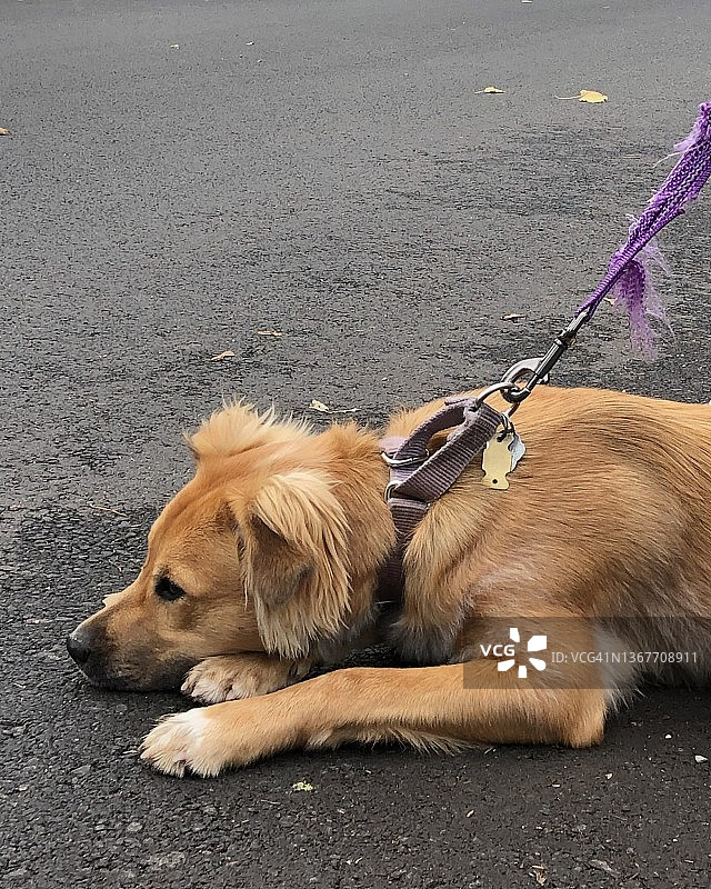 拴着牵引绳的幼犬图片素材