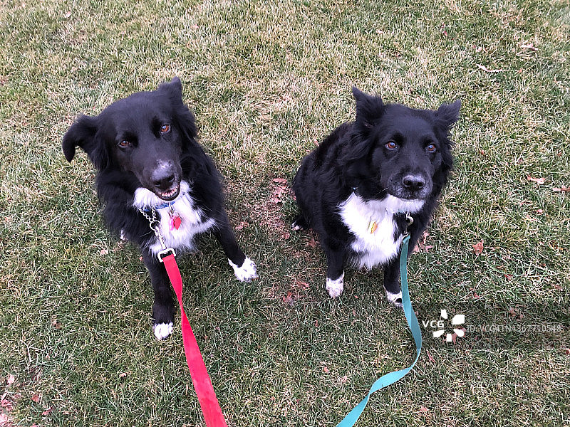 牵着狗绳的狗狗们图片素材