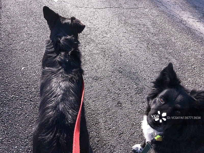 被牵着遛弯的狗图片素材