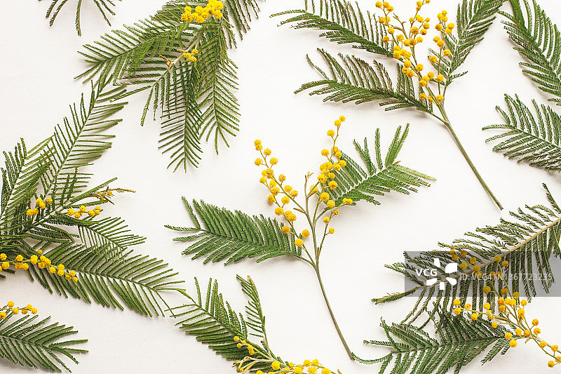 白色背景上的春天黄色含羞草花图片素材