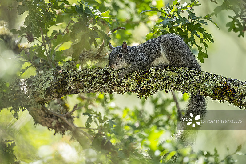 西部灰松鼠图片素材