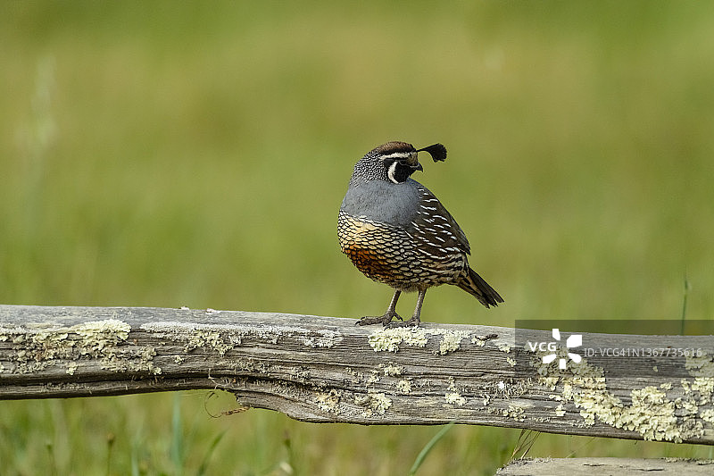 加州鹌鹑，雷耶斯角，加利福尼亚州图片素材