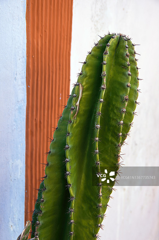 螺旋状丝苇仙人掌靠在灰泥墙上图片素材