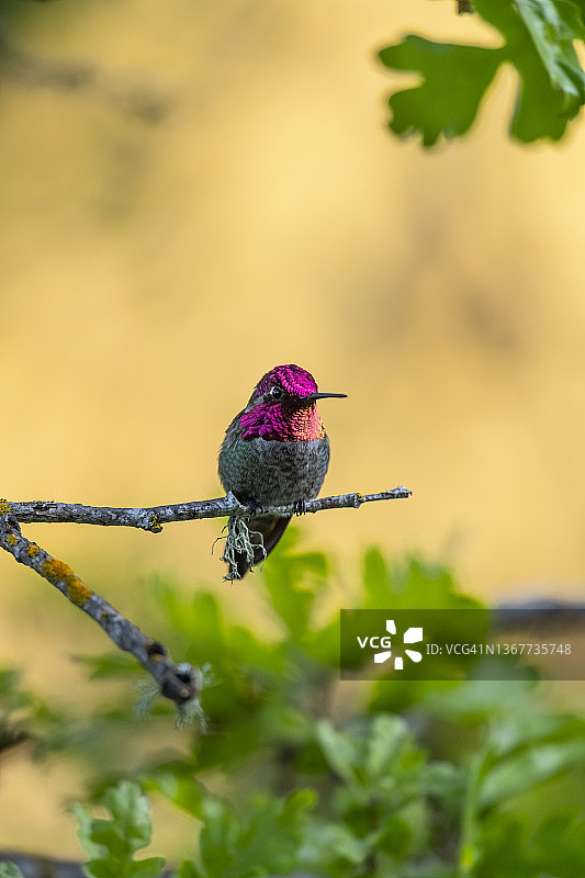 安娜的蜂鸟（卡利普特安娜）图片素材