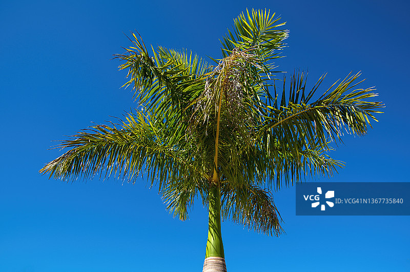 阳光明媚的晴空下的棕榈树冠图片素材