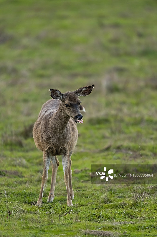 哥伦比亚黑尾鹿图片素材