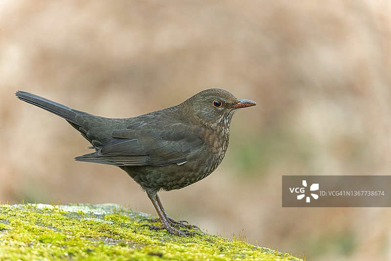 一只雌性乌鸫图片素材