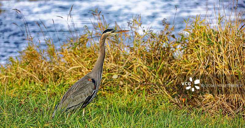里奇菲尔德国家野生动物保护区的苍鹭图片素材