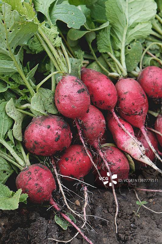 刚从花园采摘的新鲜红萝卜，带有绿叶，体现农业、爱好、园艺、健康生活方式和营养理念。素食、纯素食和生食。种植无转基因有机农产品。图片素材